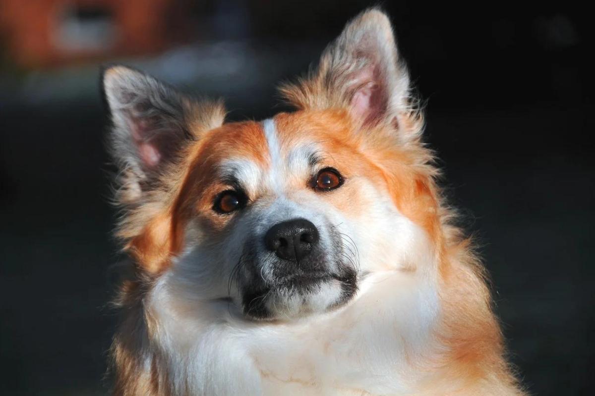 Icelandic Sheepdog