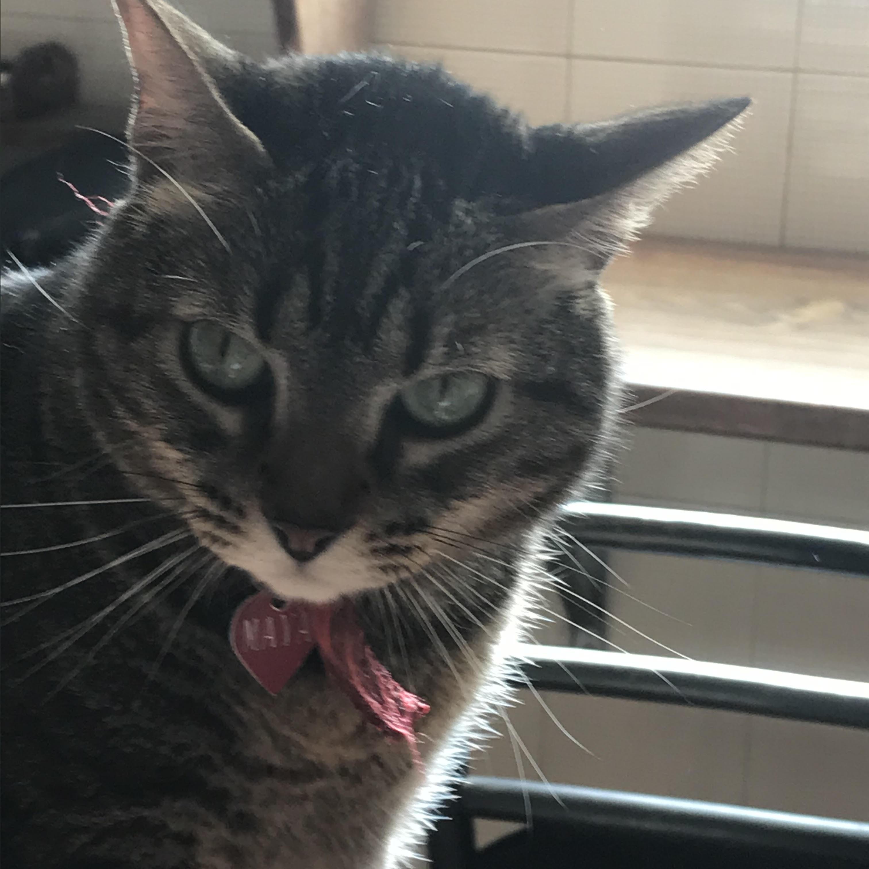 American Shorthair Cat - Breed Information With Photos