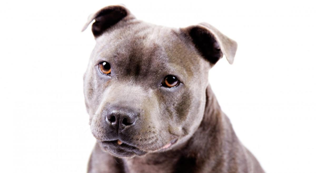 American Staffordshire Terrier