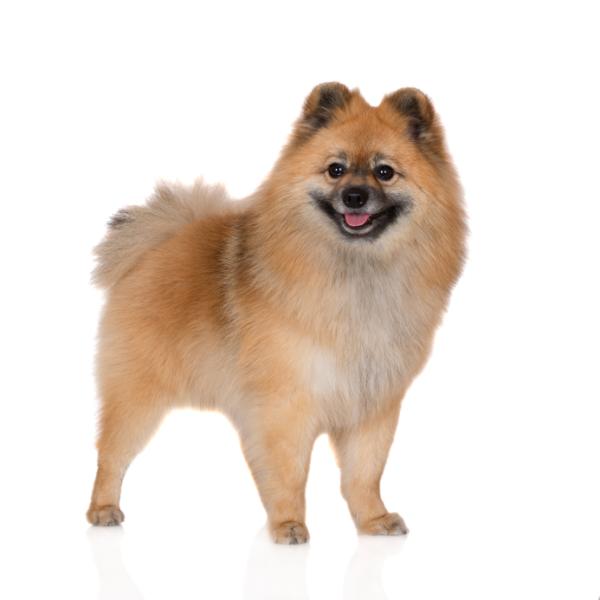 German Spitz
