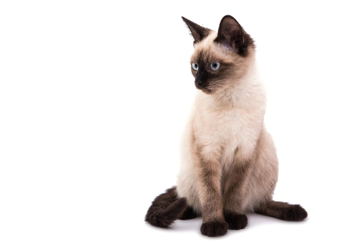 Thai Cat or Traditional Siamese