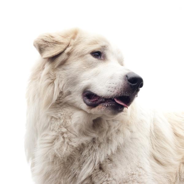 Great Pyrenees