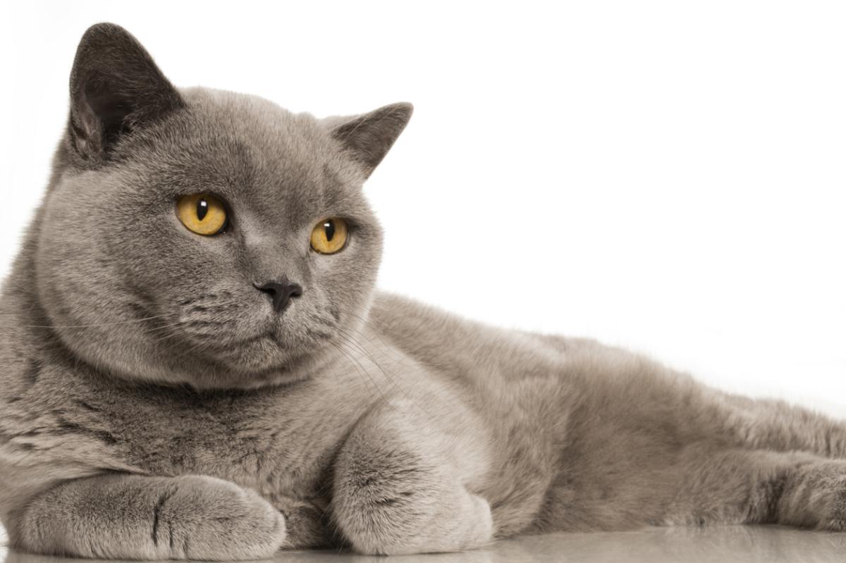British Shorthair